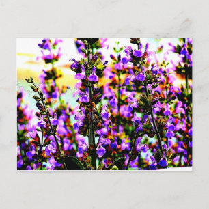 sageflower postcard