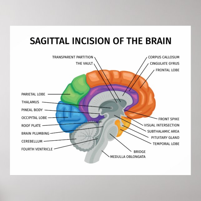 Sagittal Incision of the brain  Poster (Front)