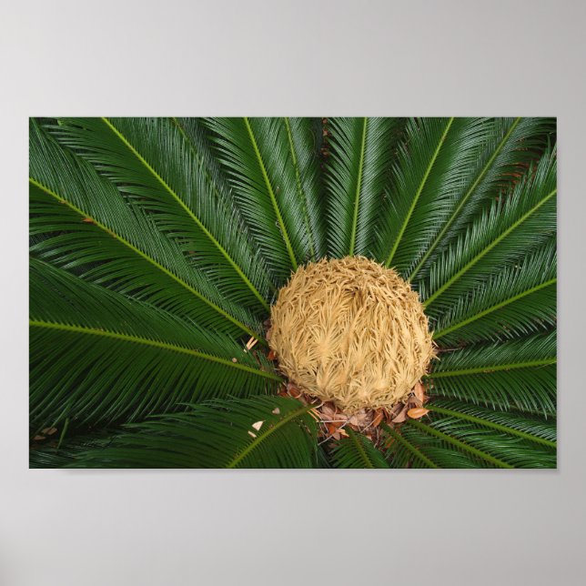 Sago Palm Canvas ou Poster (Devant)