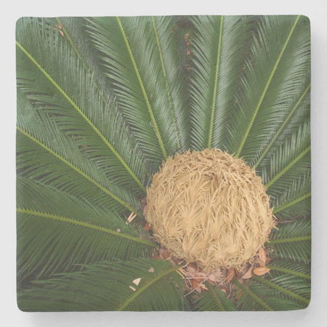 Sago Palm With Female Cone, Stone Coaster (Front)