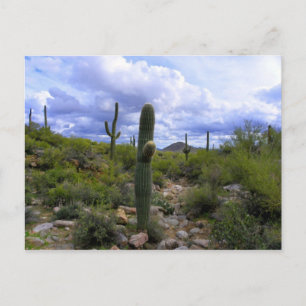 Saguaro <Add Your Own Text> Postcard