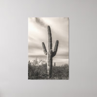 Saguaro bw