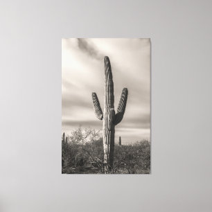 Saguaro bw canvas print