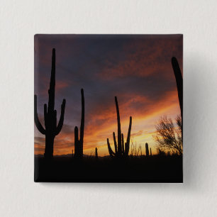 saguaro cacti, Carnegiea gigantea, after 2 Inch Square Button