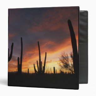 saguaro cacti, Carnegiea gigantea, after Binder