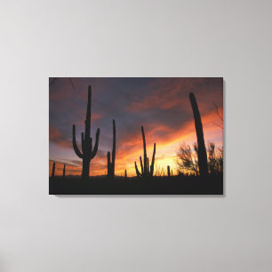 saguaro cacti, Carnegiea gigantea, after Canvas Print