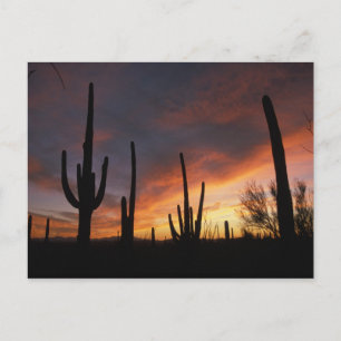 saguaro cacti, Carnegiea gigantea, after Postcard