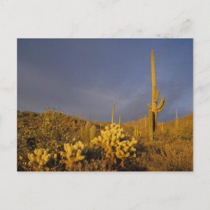 saguaro cacti, Carnegiea gigantea, and teddy Postcard