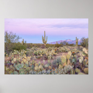 Saguaro Cacti Desert Landscape Poster