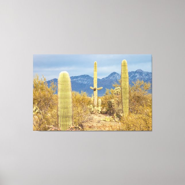 Saguaro Cacti in Desert Landscape Canvas Print (Front)