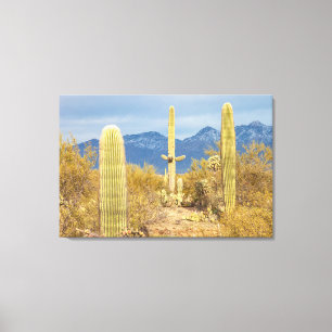 Saguaro Cacti in Desert Landscape Canvas Print