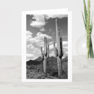 Saguaro Cacti Sonoran Desert Photo Greeting Cards