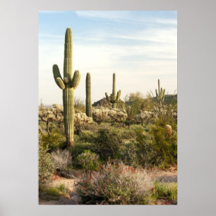 Saguaro Cactus, Arizona,USA Poster