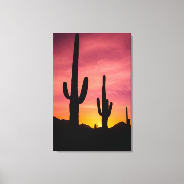 Saguaro cactus at sunrise, Arizona Canvas Print (Front)