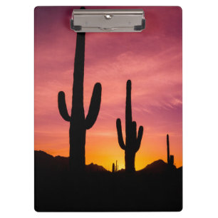 Saguaro cactus at sunrise, Arizona Clipboard