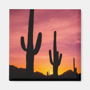 Saguaro cactus at sunrise, Arizona Magnet