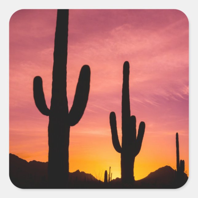 Saguaro cactus at sunrise, Arizona Square Sticker (Front)