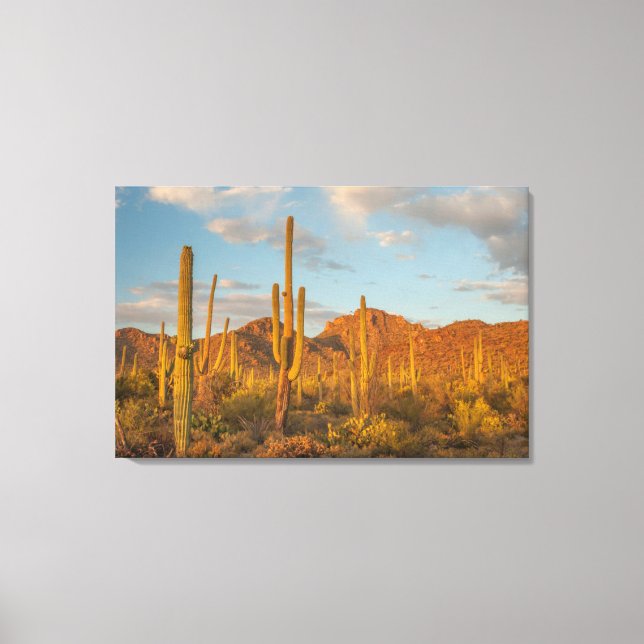 Saguaro cactus at sunset, Arizona Canvas Print (Front)