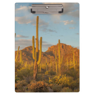 Saguaro cactus at sunset, Arizona Clipboard