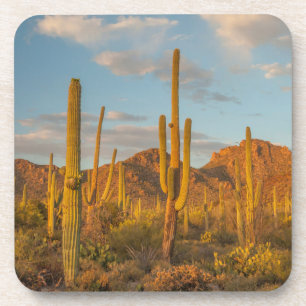 Saguaro cactus at sunset, Arizona Coaster