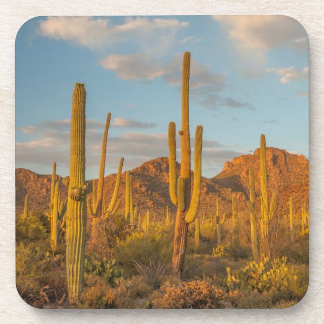 Saguaro cactus at sunset, Arizona Coaster (Front)