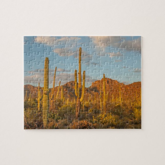Saguaro cactus at sunset, Arizona Jigsaw Puzzle (Horizontal)