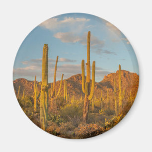 Saguaro cactus at sunset, Arizona Magnet