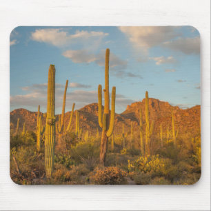 Saguaro cactus at sunset, Arizona Mouse Pad