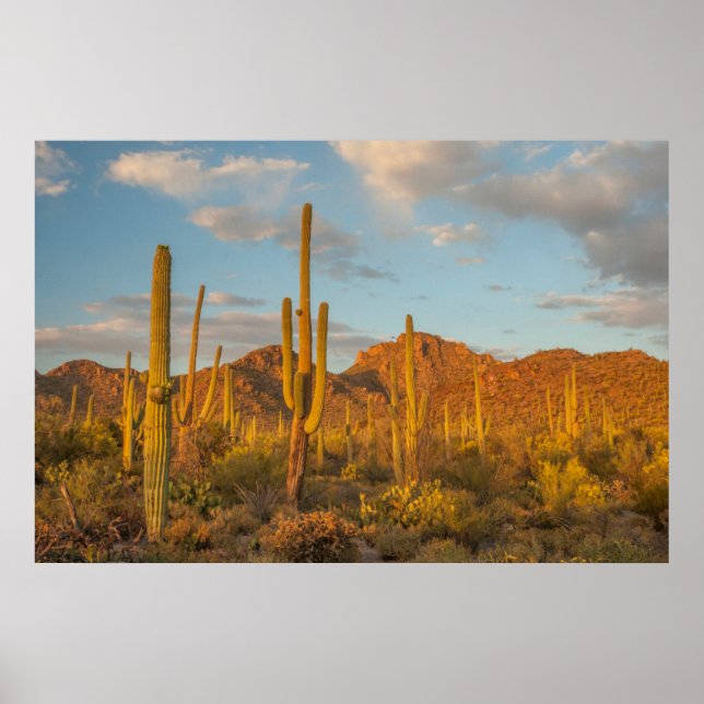 Saguaro cactus at sunset, Arizona Poster (Front)