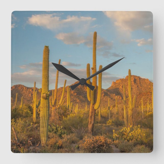 Saguaro cactus at sunset, Arizona Square Wall Clock (Front)