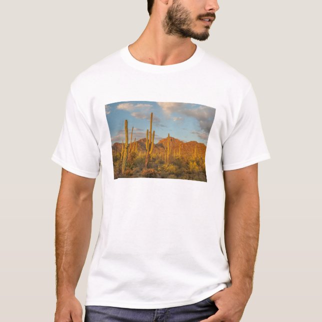 Saguaro cactus at sunset, Arizona T-Shirt (Front)