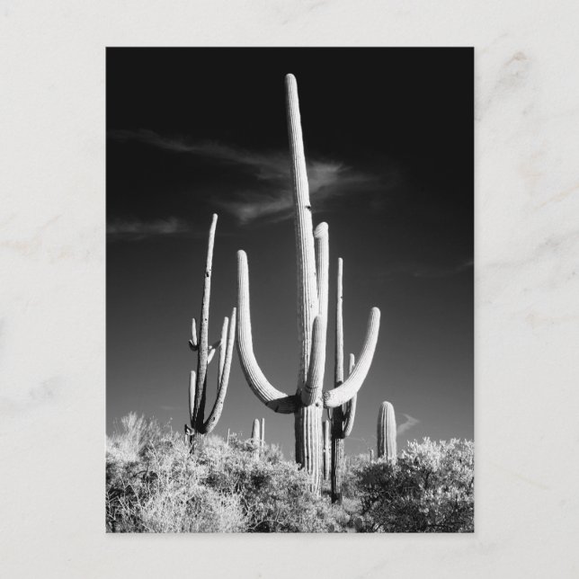 Saguaro Cactus Black and White Photo Arizona Postcard (Front)