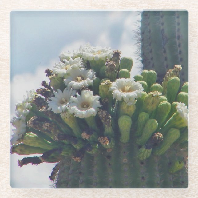 Saguaro cactus blooms glass coaster (Front)