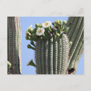 Saguaro Cactus Blooms Postcard