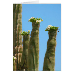 Saguaro Cactus Blossoms