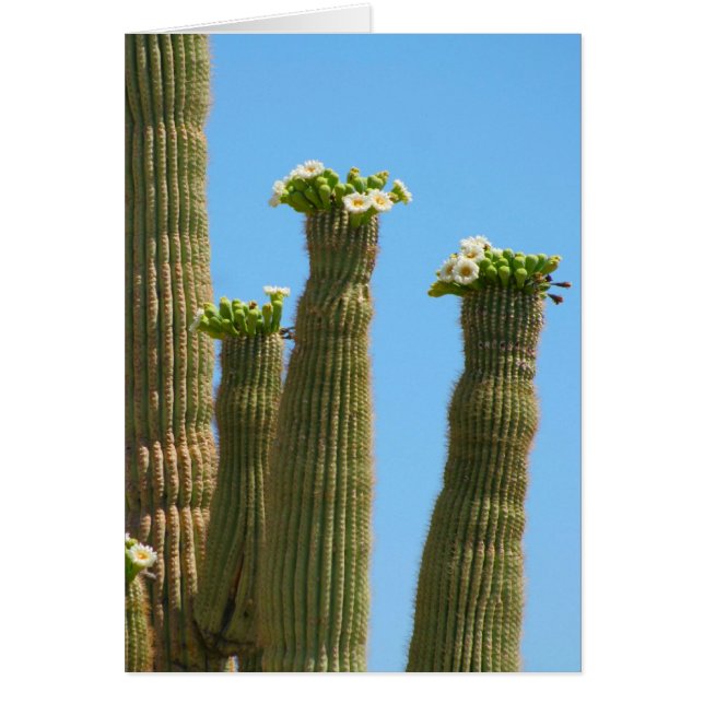 Saguaro Cactus Blossoms (Front)