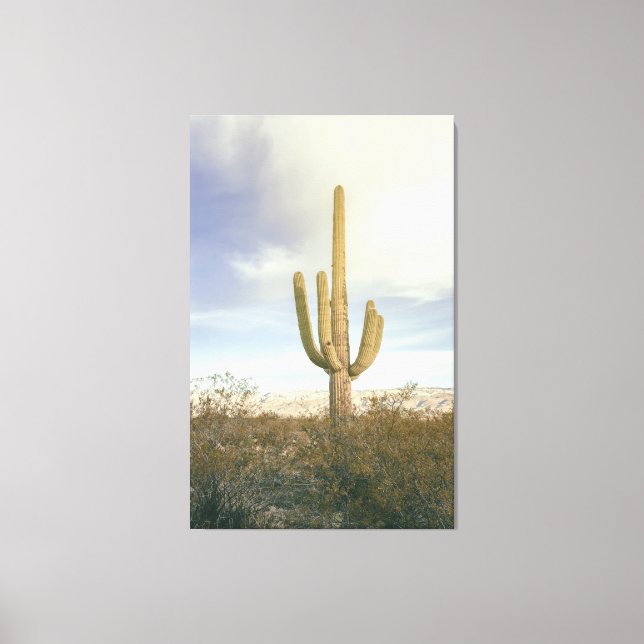 Saguaro Cactus Desert Landscape Canvas Print (Front)