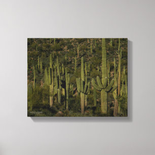 Saguaro Cactus Forest Sonoran Desert Arizona Canvas Print