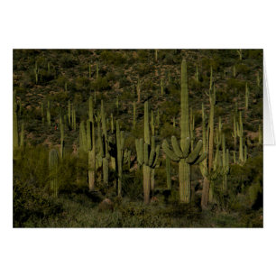 Saguaro Cactus Forêt Sonoran Désert Arizona