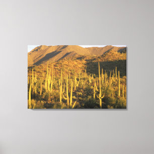 Saguaro cactus in Saguaro National Park near Canvas Print