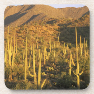 Saguaro cactus in Saguaro National Park near Coaster