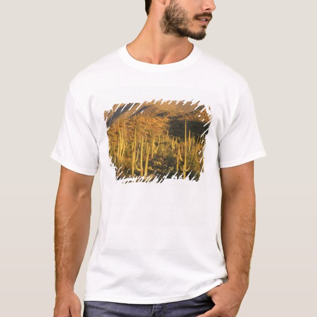 Saguaro cactus in Saguaro National Park near T-Shirt (Front)