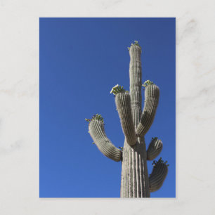Saguaro Cactus No 4 Postcard