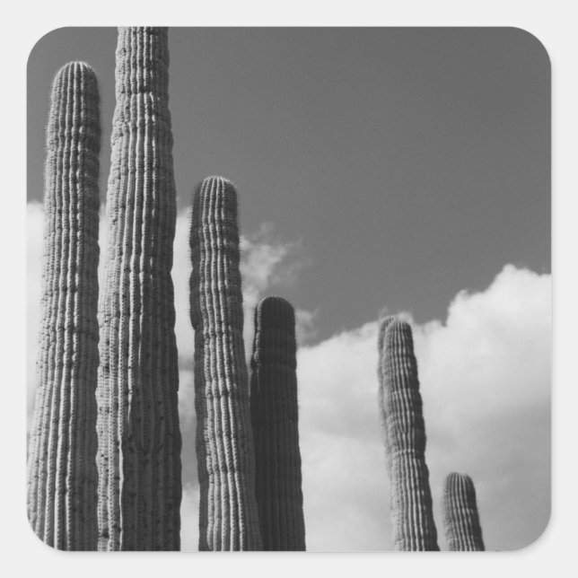 Saguaro Cactus Pipes Désert Autocollants personnal (Devant)
