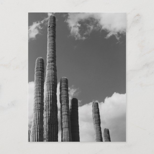 Saguaro Cactus Pipes Desert B&W Photo Carte postal (Devant)