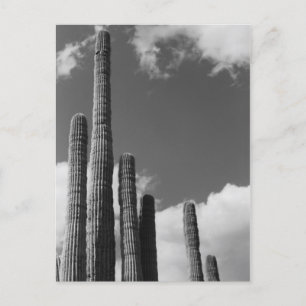 Saguaro Cactus Pipes Desert B&W Photo Postcard