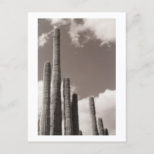 Saguaro Cactus Pipes Desert B&W Photo Postcards