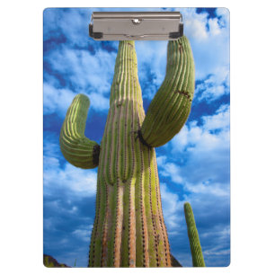 Saguaro cactus portrait, Arizona Clipboard