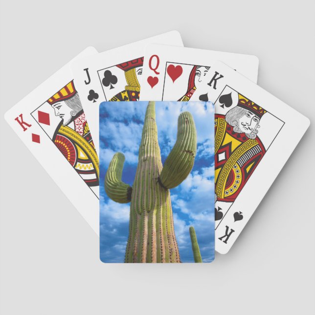 Saguaro cactus portrait, Arizona Playing Cards (Back)