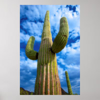 Saguaro cactus portrait, Arizona